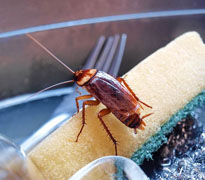 殺蚊子，除蚊子，滅蚊子，世界最大的蚊子